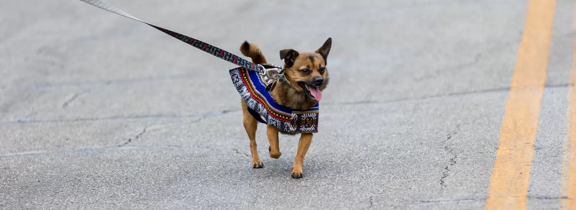 Dog dressed up in poncho at Siclovia
